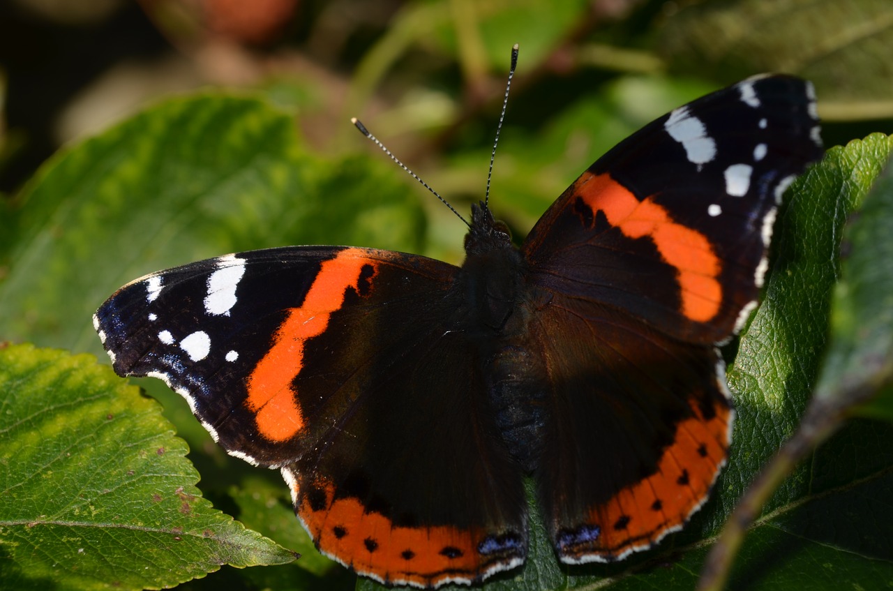 insect  butterfly  nature free photo