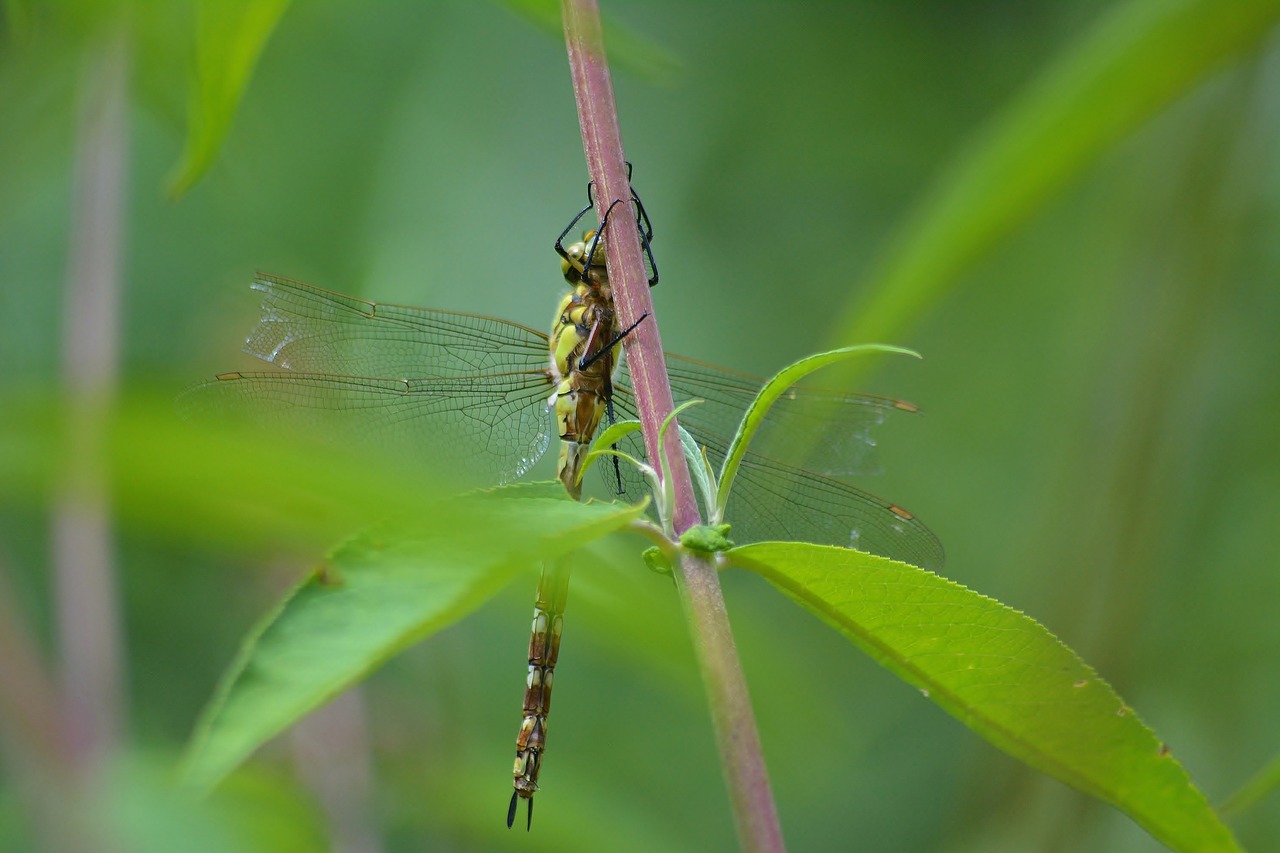 insect  nature  leaf free photo