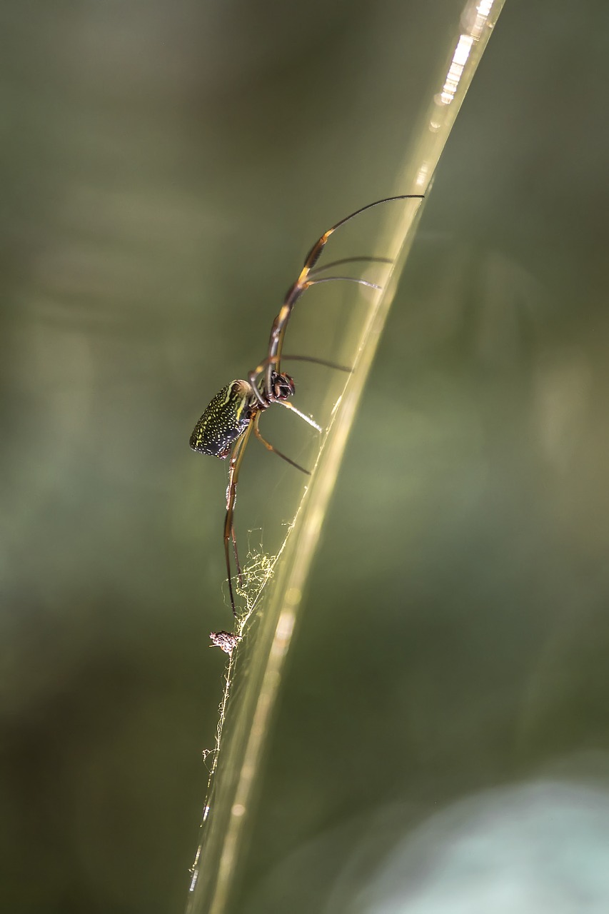 insect  nature  wildlife free photo