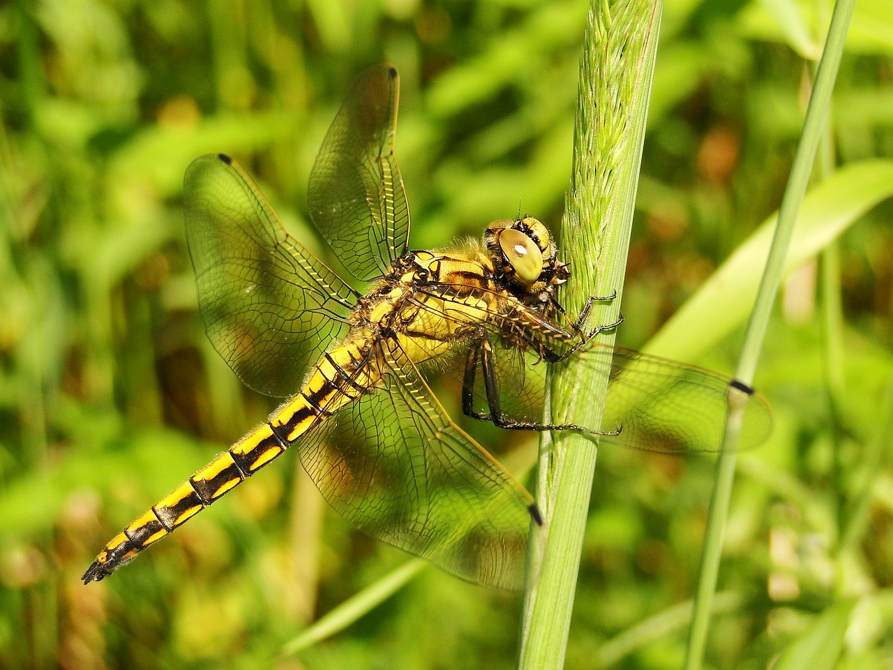 insect  nature  dragonflies różnoskrzydłe free photo