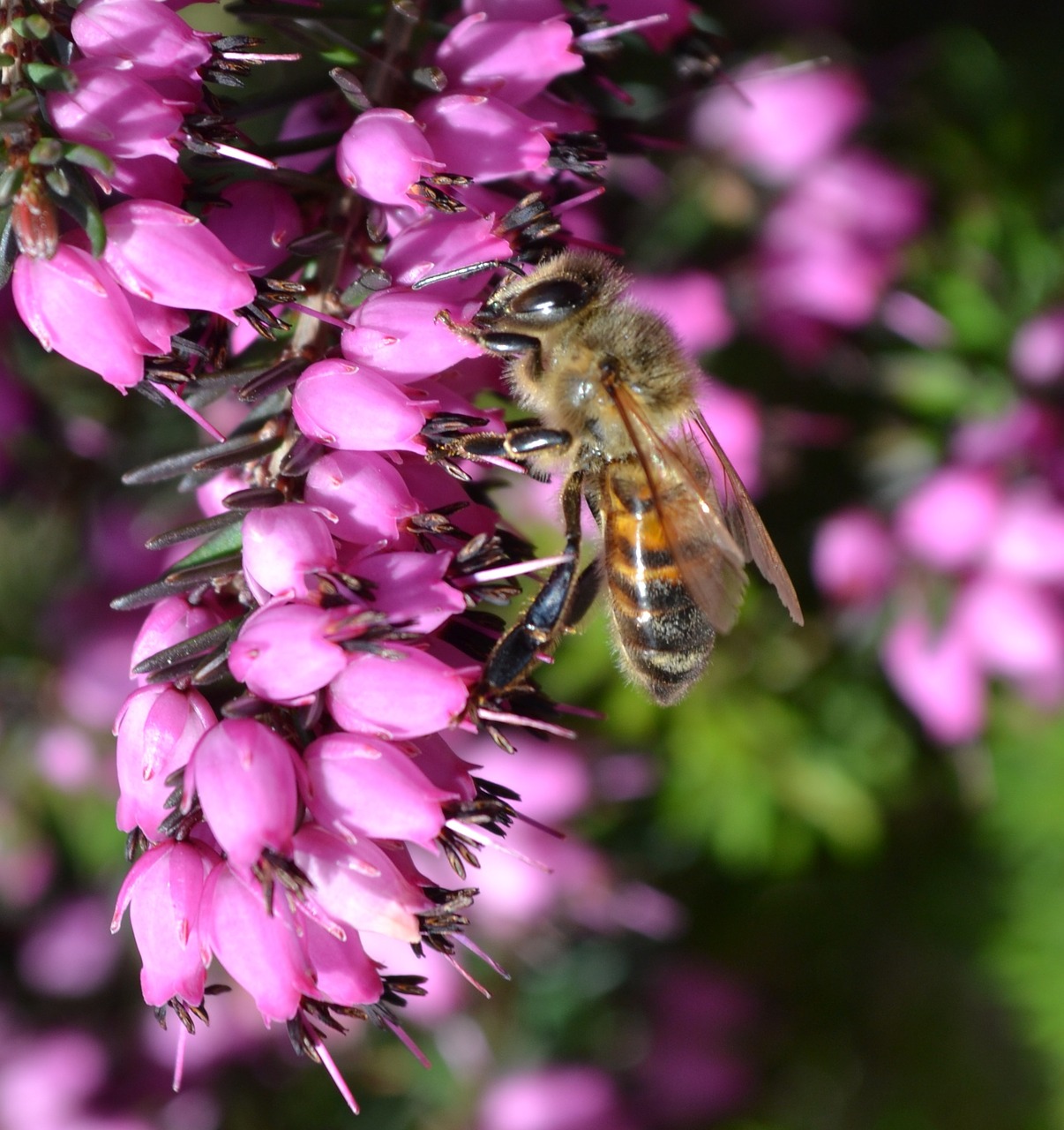 insect  flower  nature free photo