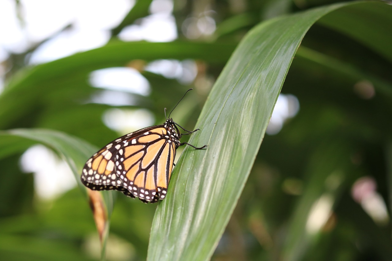 insect  nature  butterfly free photo