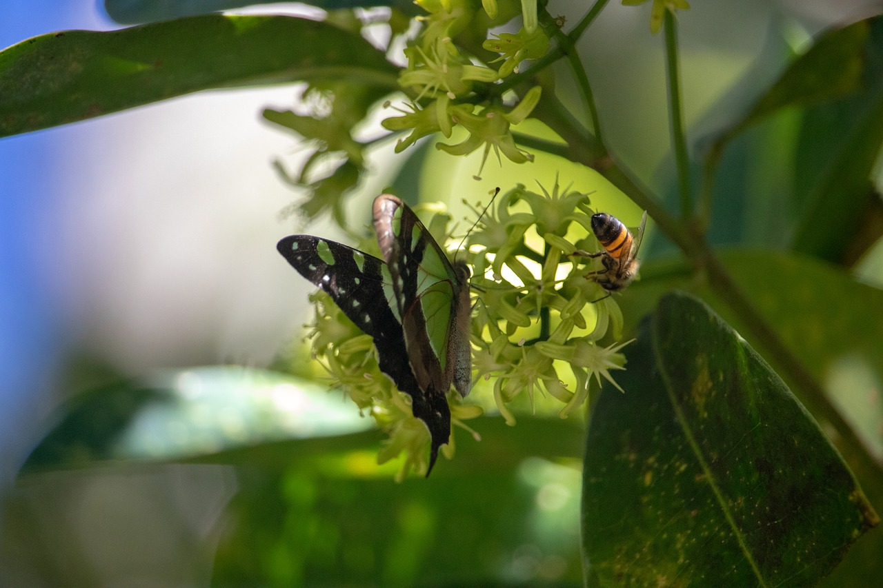 insect  nature  outdoors free photo