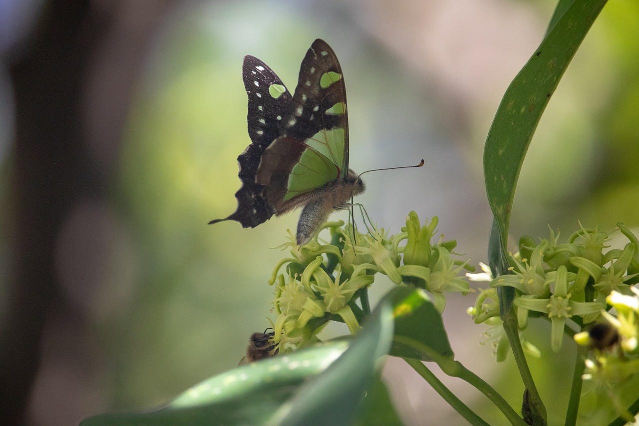 insect  nature  butterfly free photo