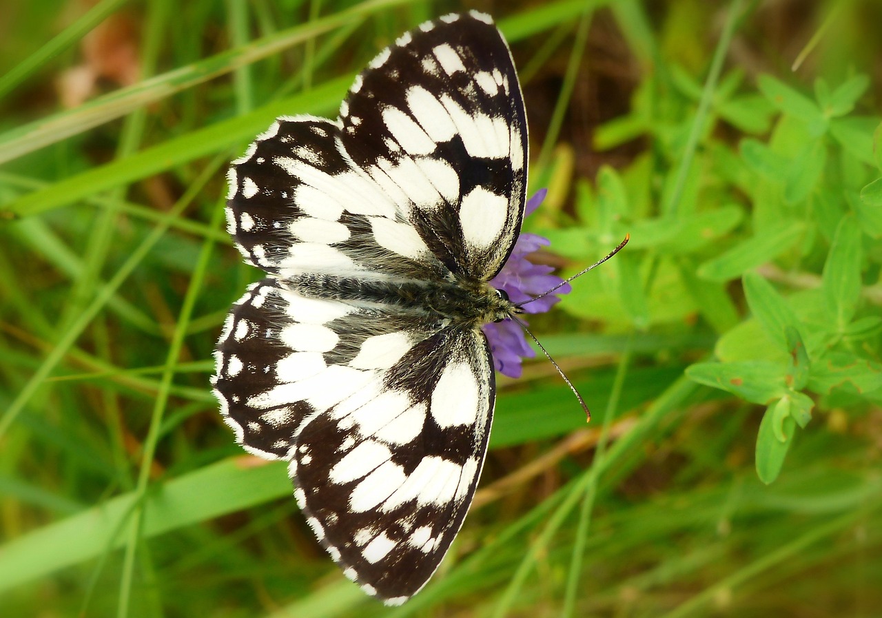 insect  butterfly day  nature free photo