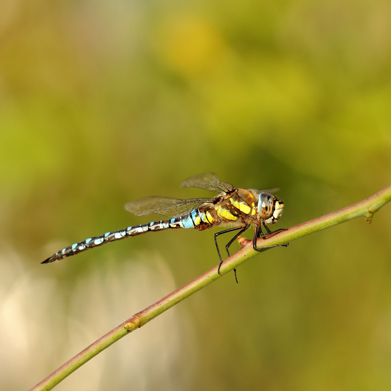 insect  nature  dragonfly free photo