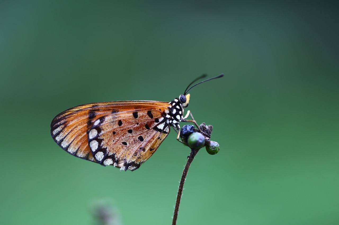 insect  butterfly  nature free photo