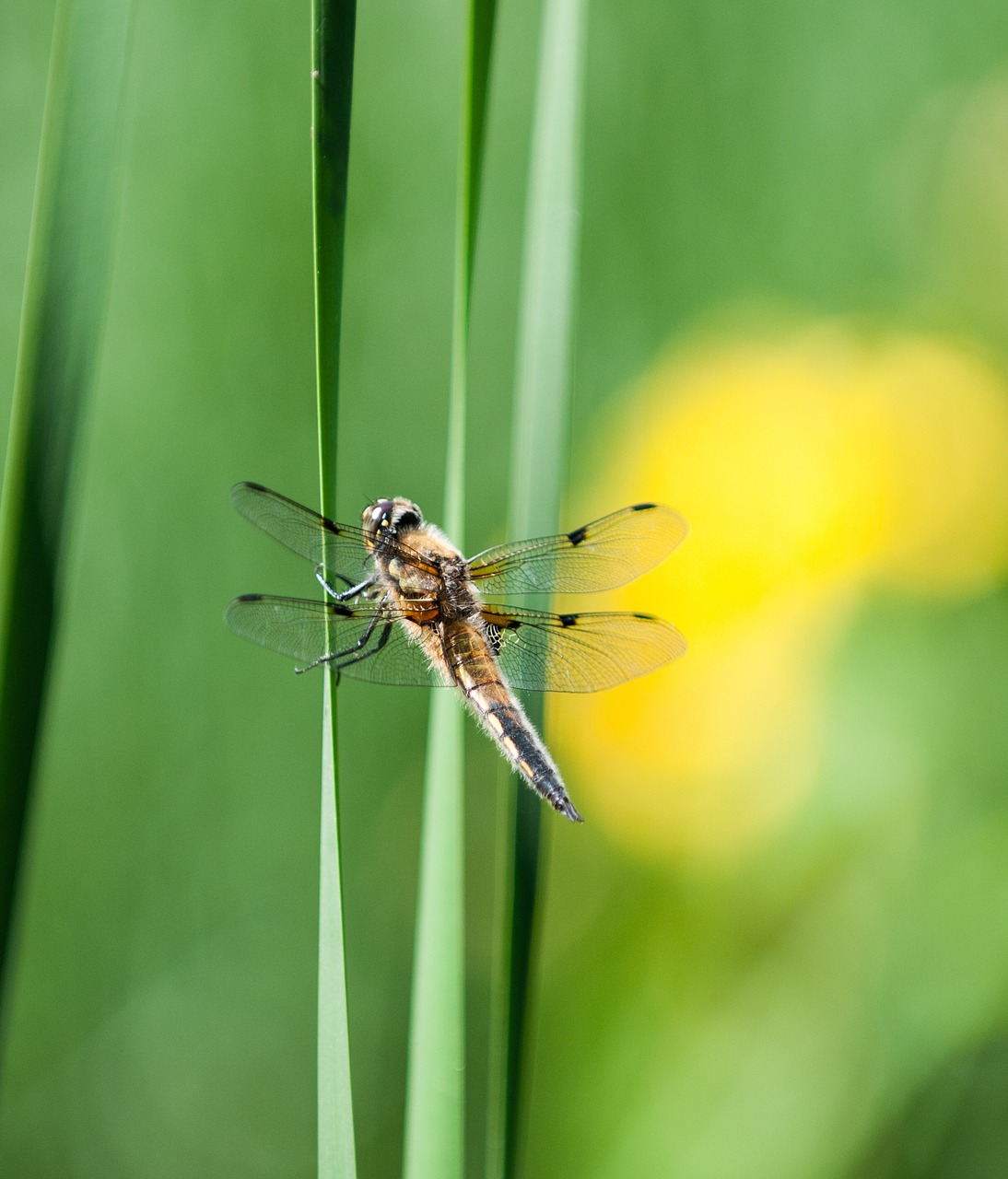 insect  nature  dragonfly free photo