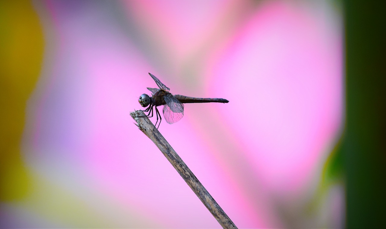 insect  fly  nature free photo