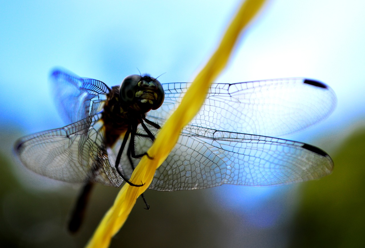 insect  dragonfly  wing free photo