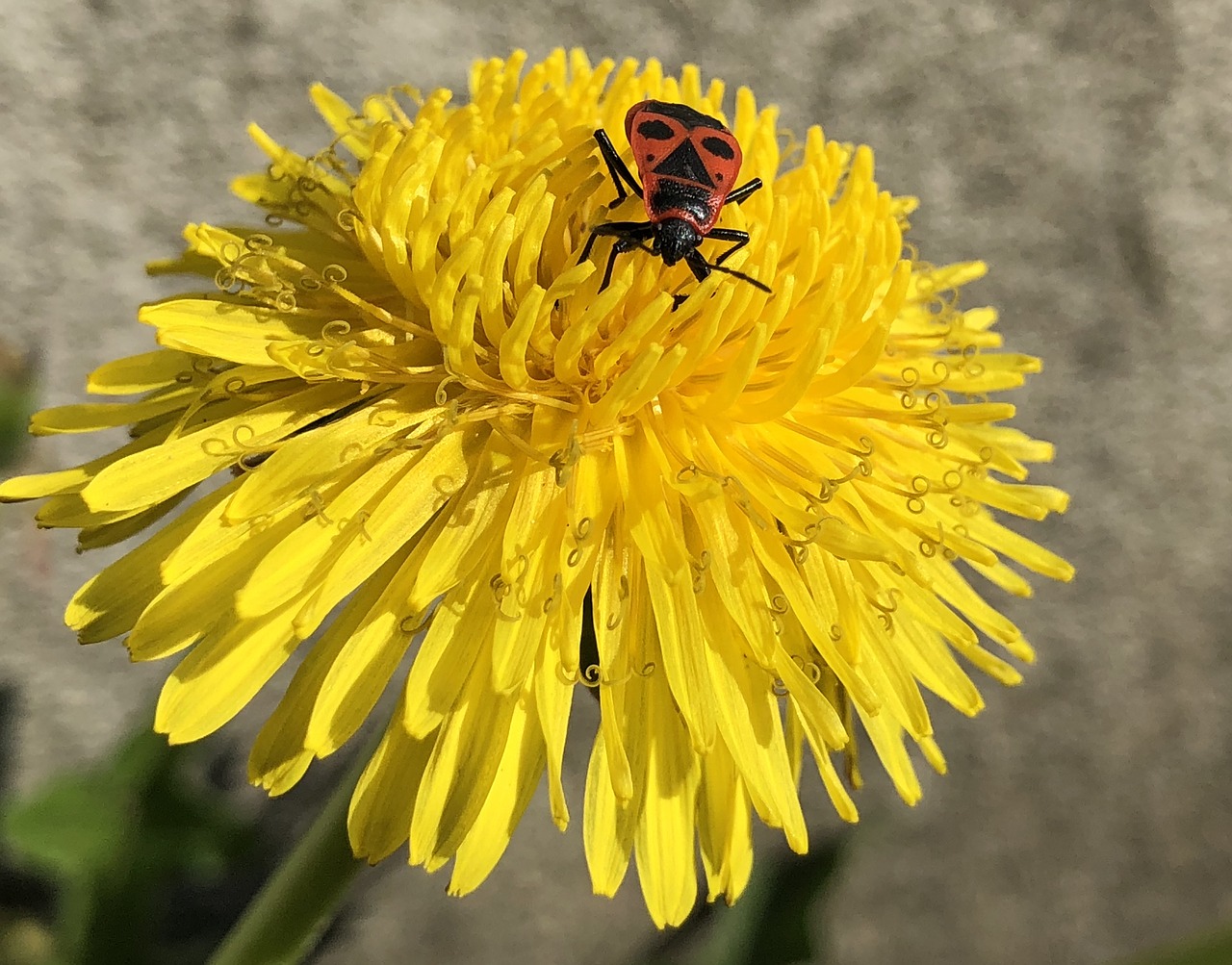 insect  nature  flower free photo