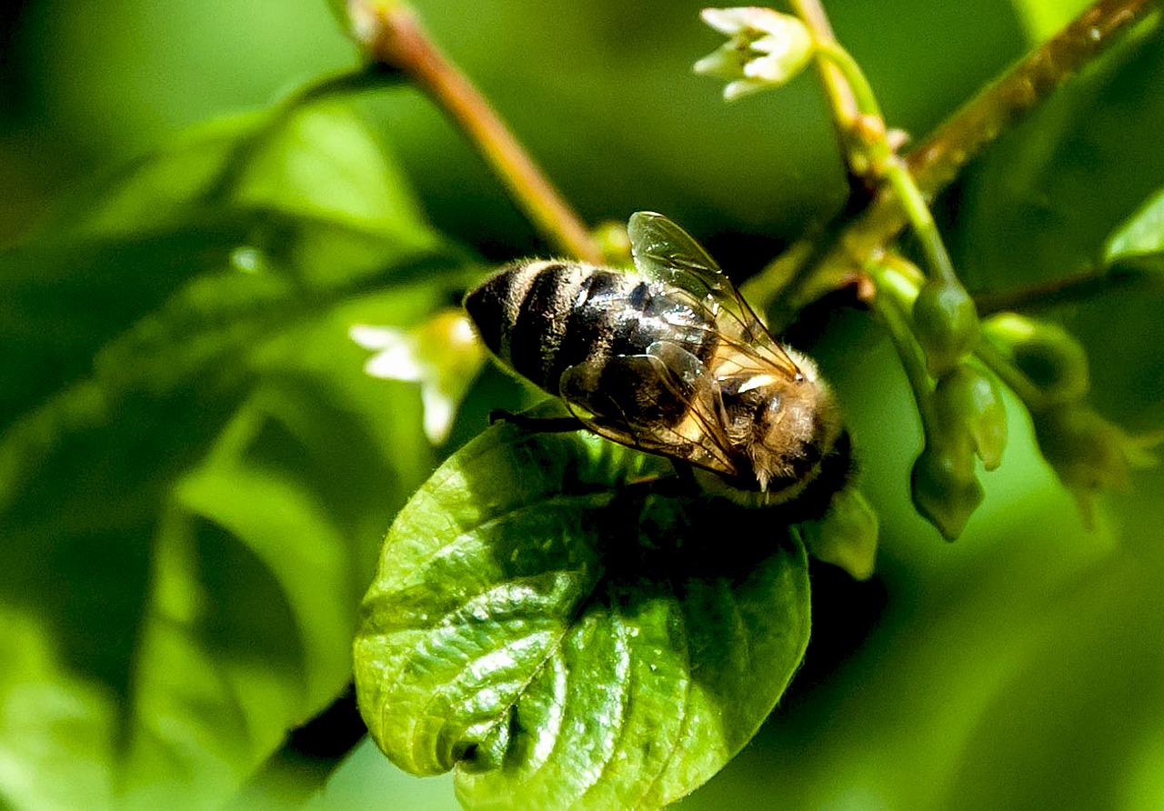 insect  nature  leaf free photo