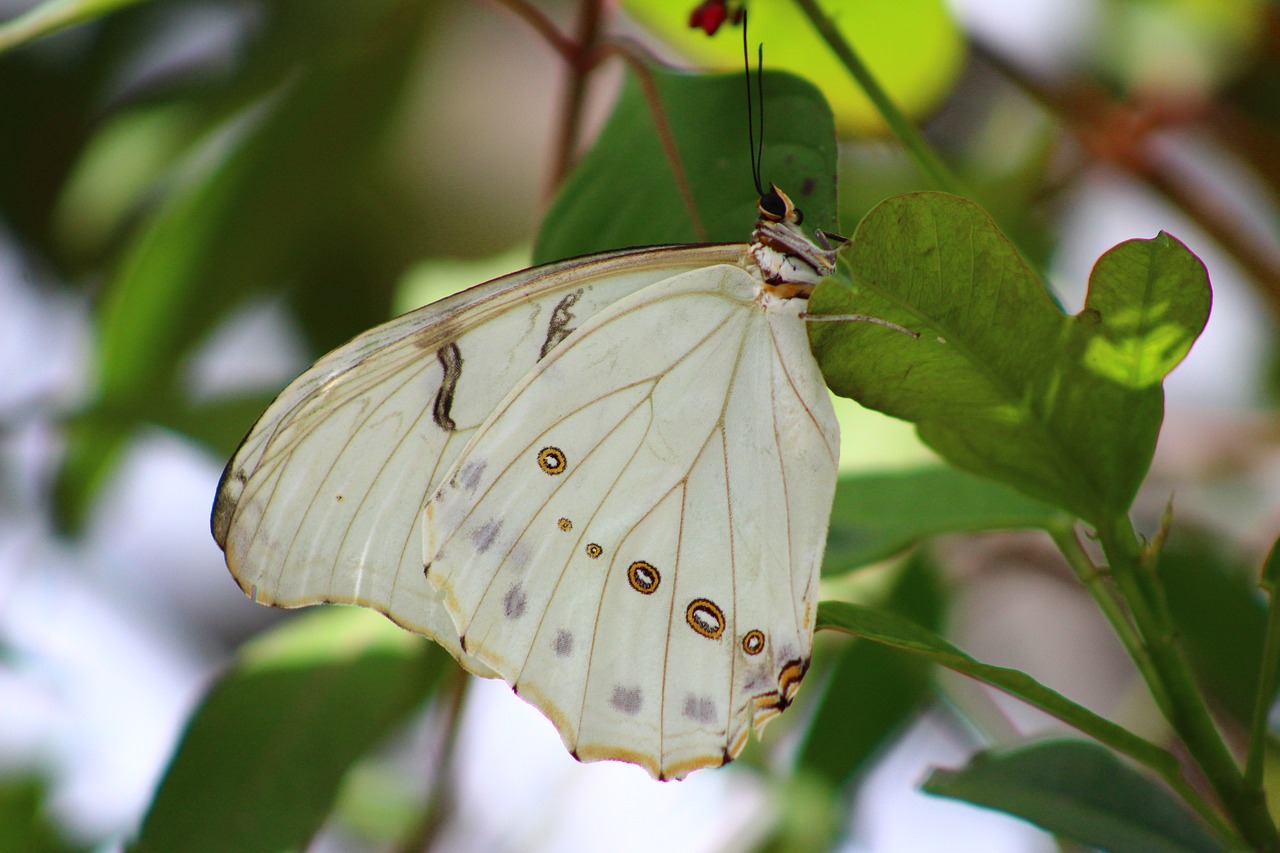 insect  nature  butterfly free photo