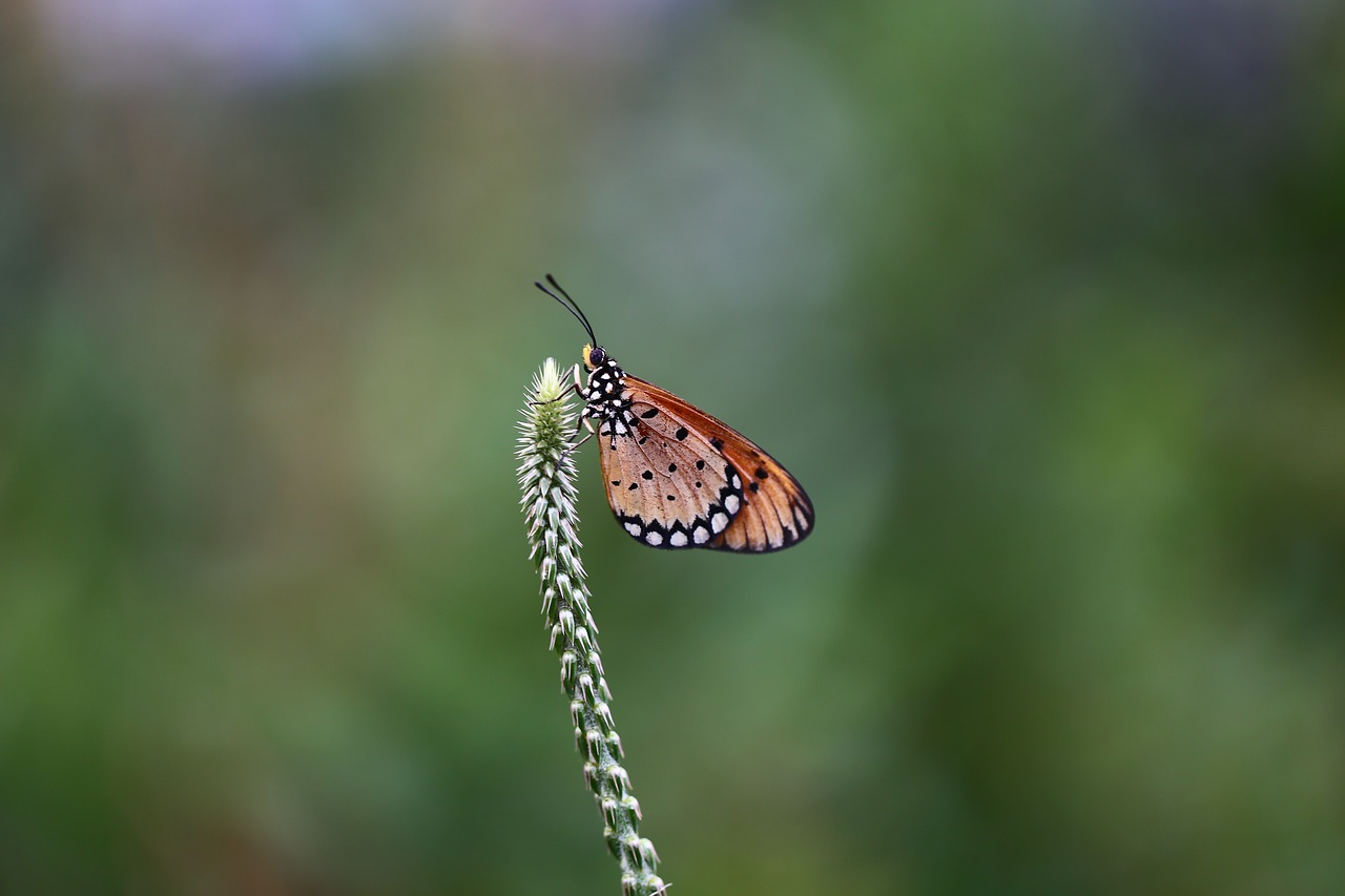 insect  nature  butterfly free photo