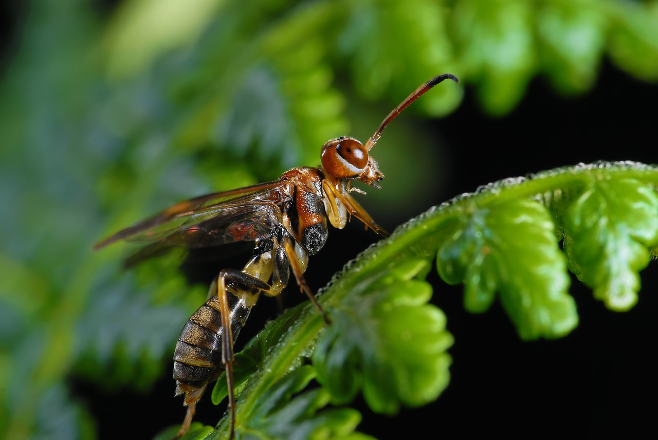 insect  nature  leaf free photo