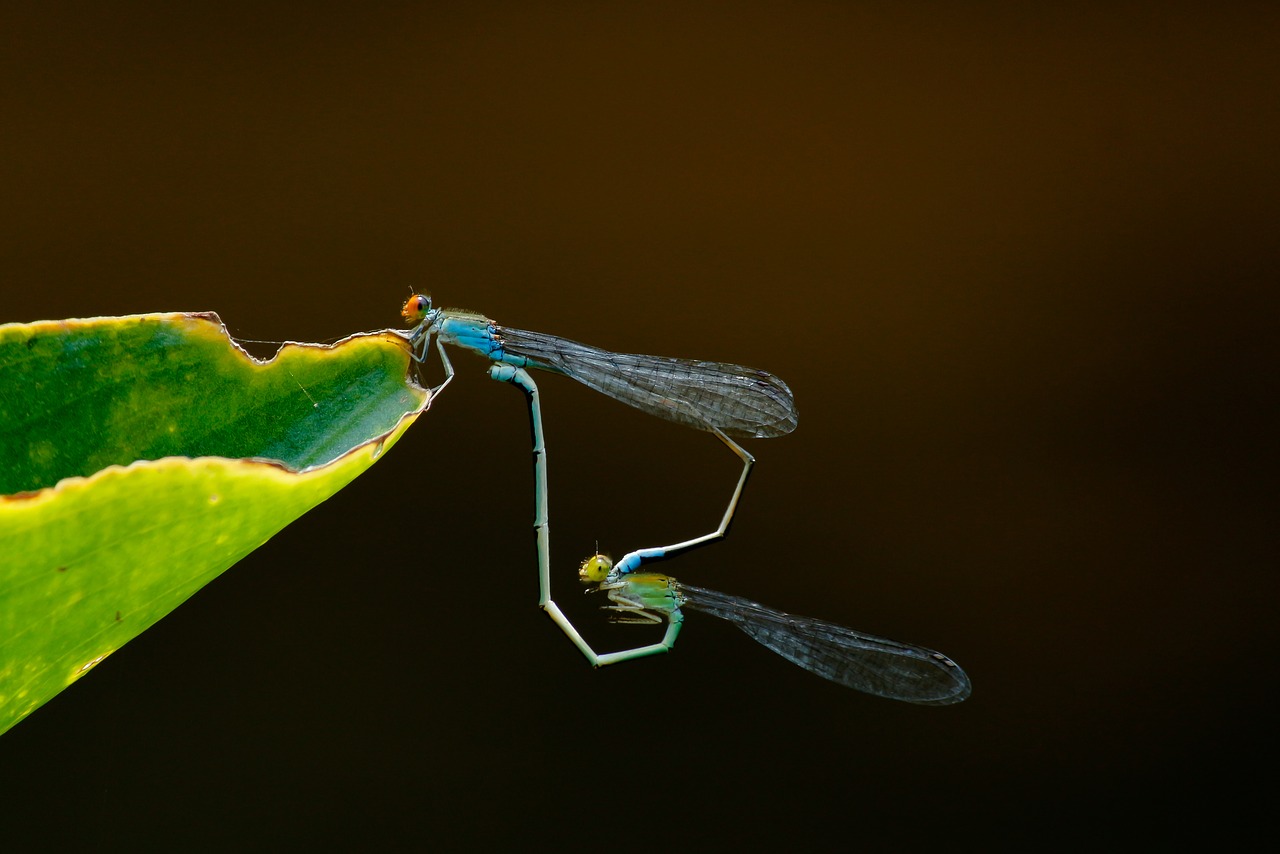 insect  dragonfly  nature free photo