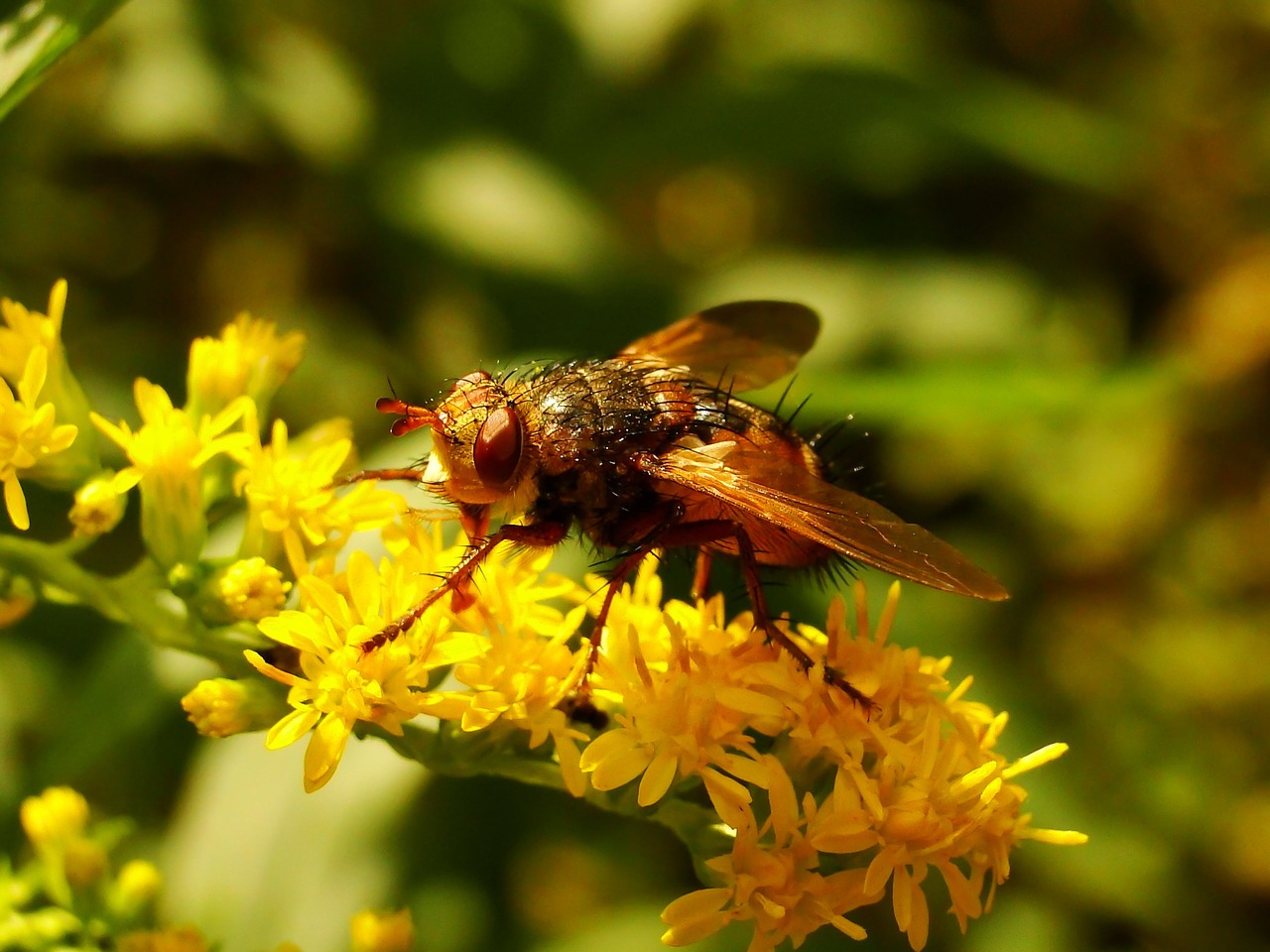 insect  nature  at the court of free photo