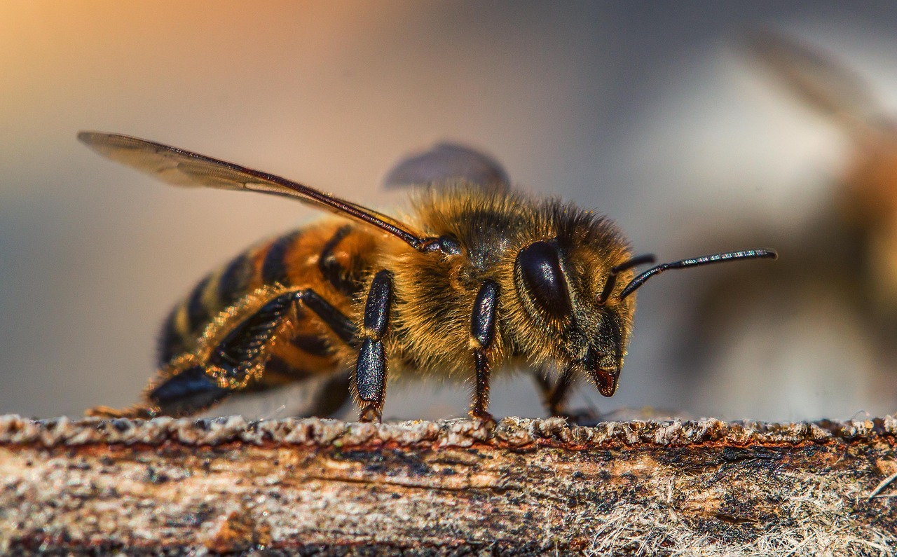 insect  bee  honey free photo