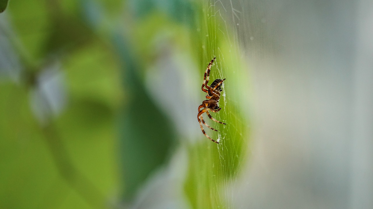 insect  nature  leaves free photo