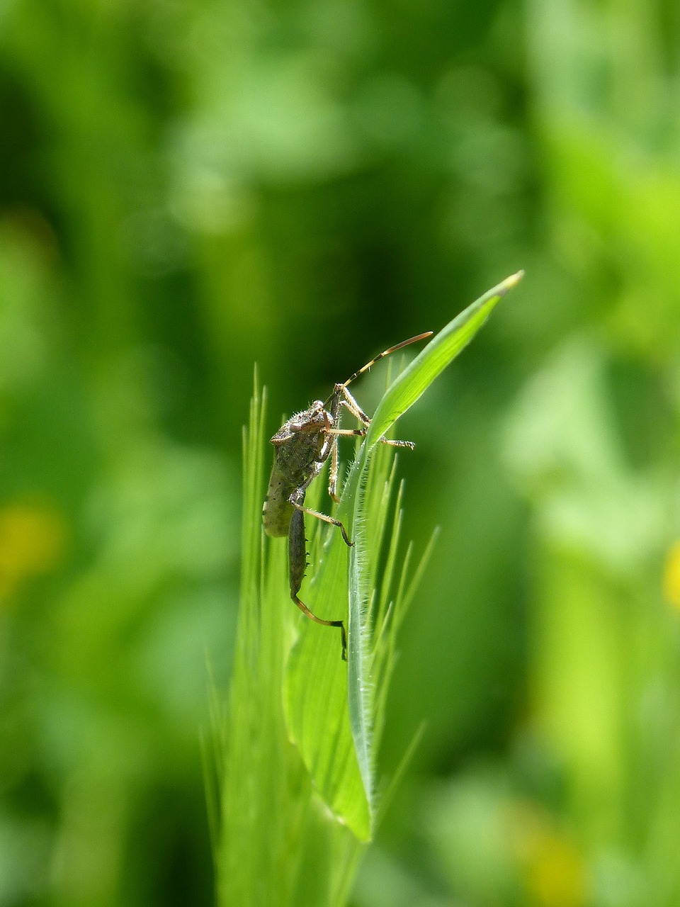 insect  strange  leaf free photo