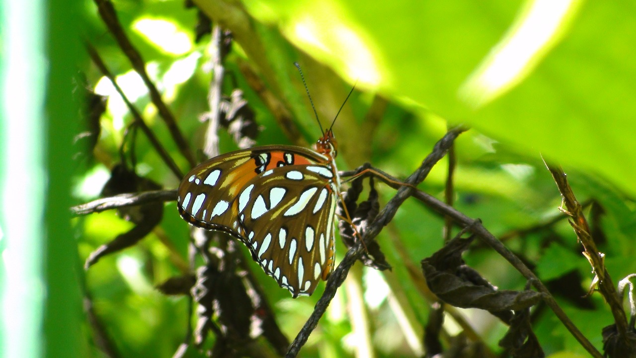 insect  nature  butterfly free photo