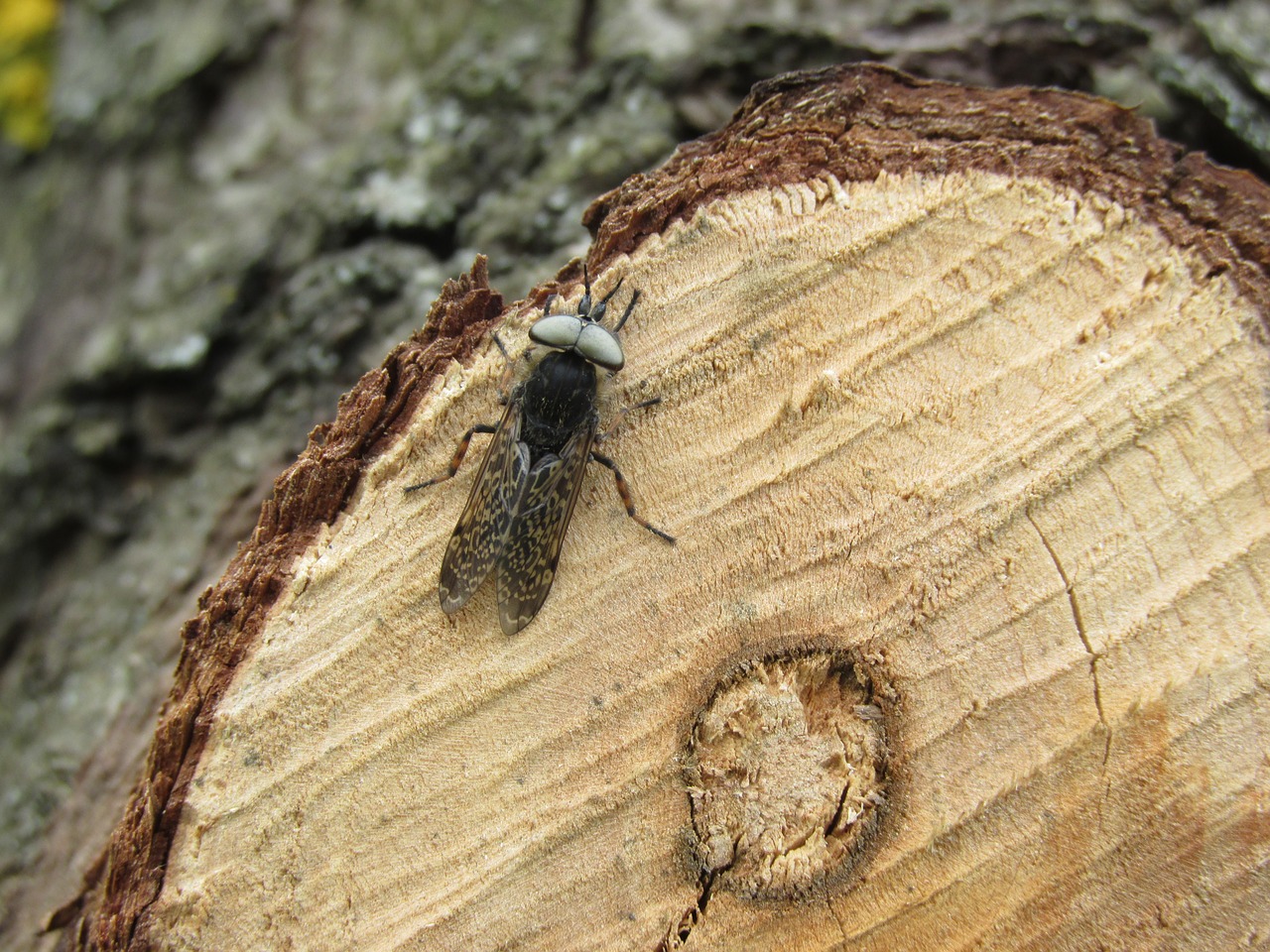 insect  brake  tree free photo