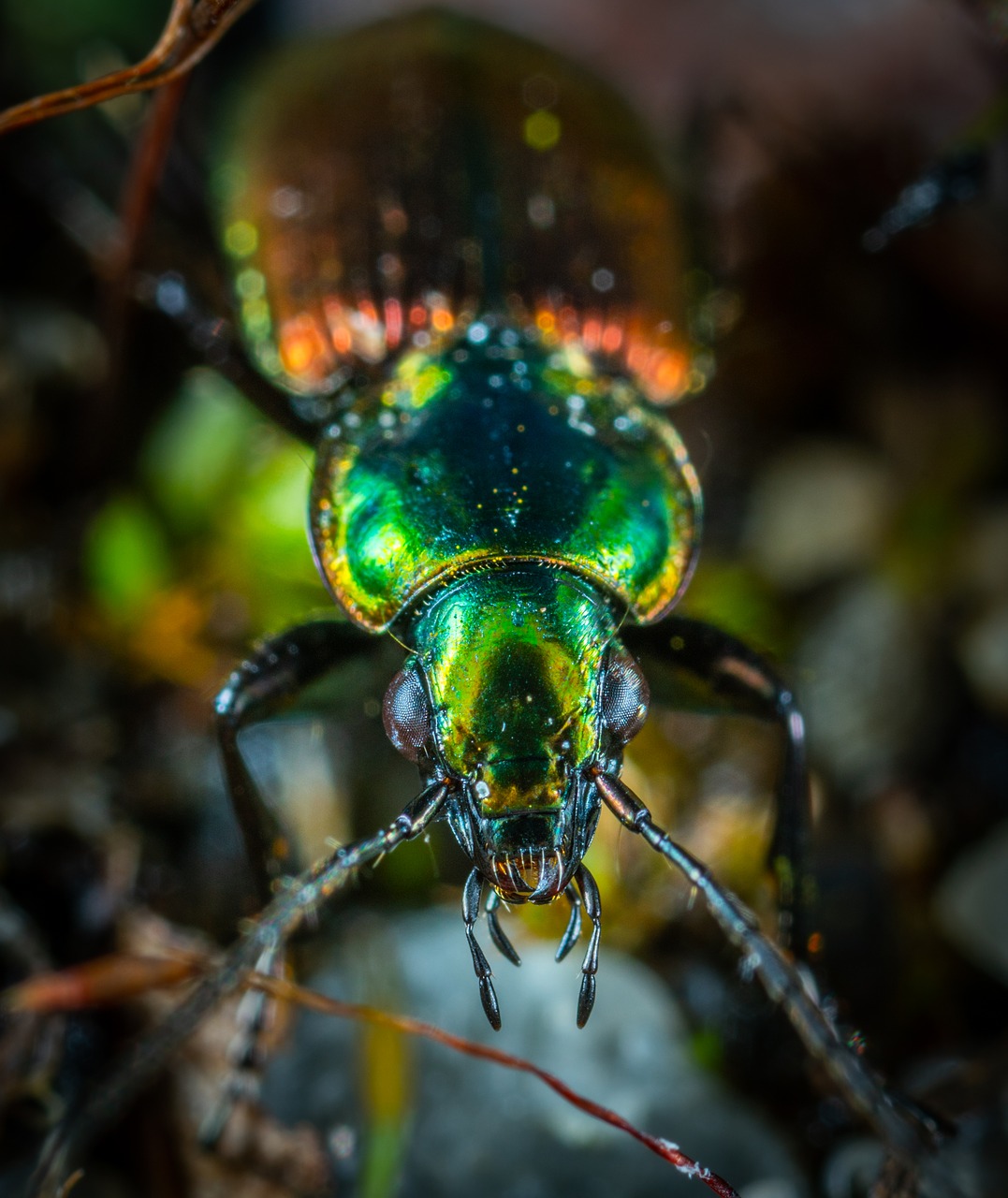 insect  bespozvonochnoe  beetle free photo