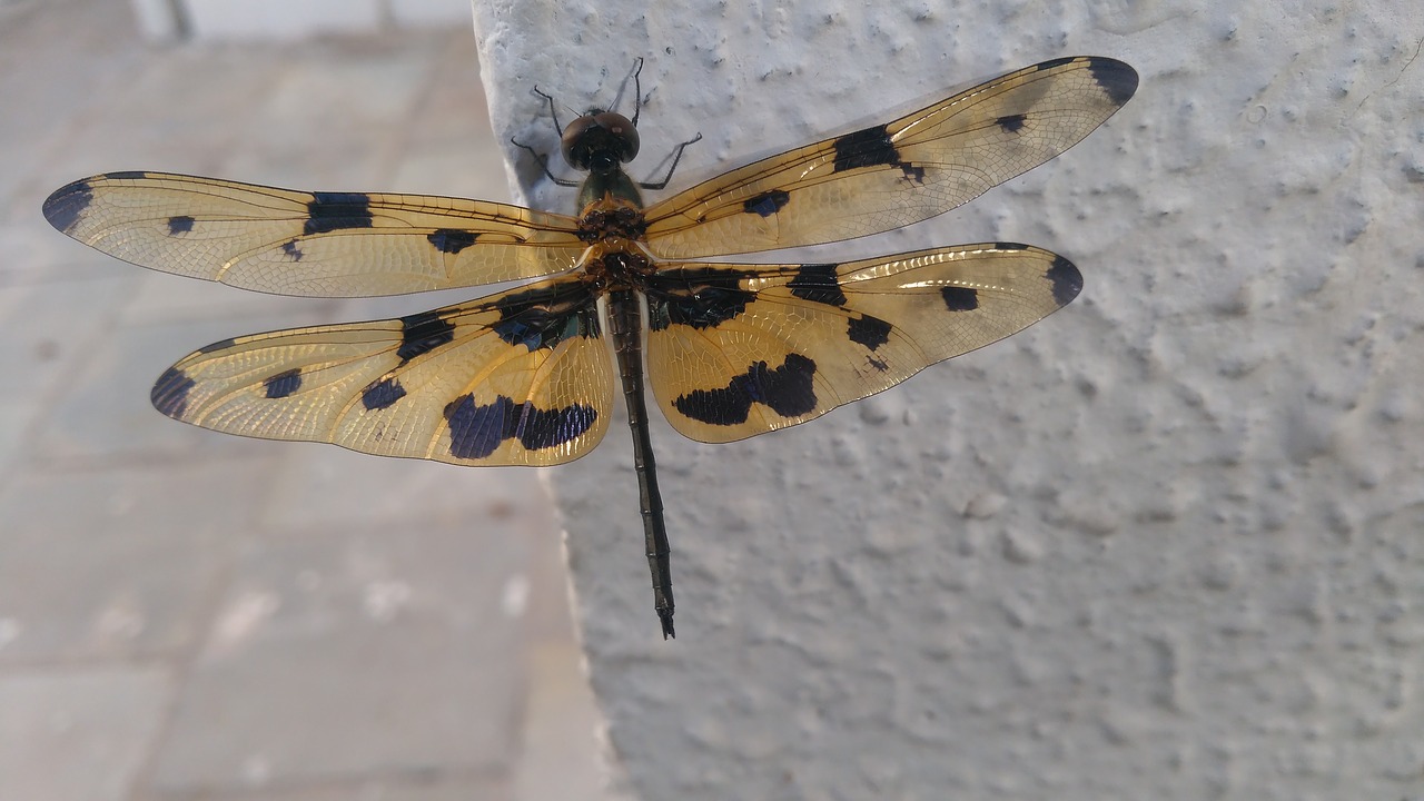 insect  nature  butterfly free photo