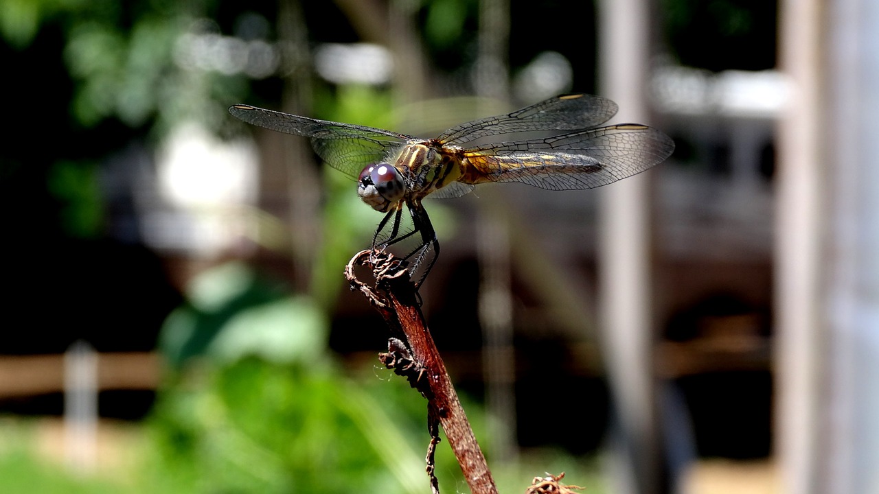 insect  nature  fly free photo