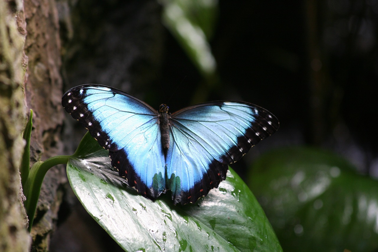 insect  butterfly  nature free photo