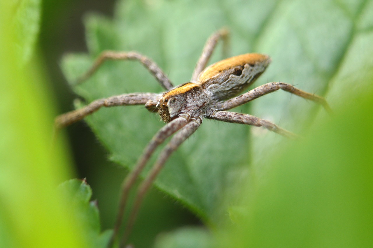 insect  spider  nature free photo