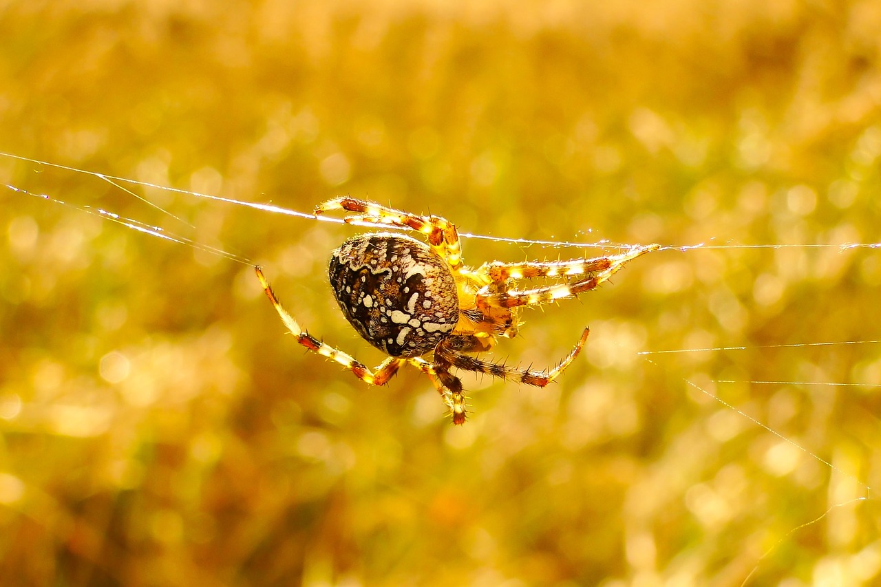 insect  nature  spider free photo