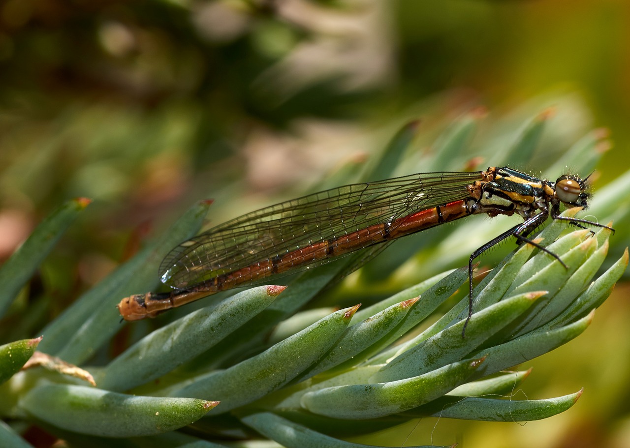 insect  nature  leaf free photo