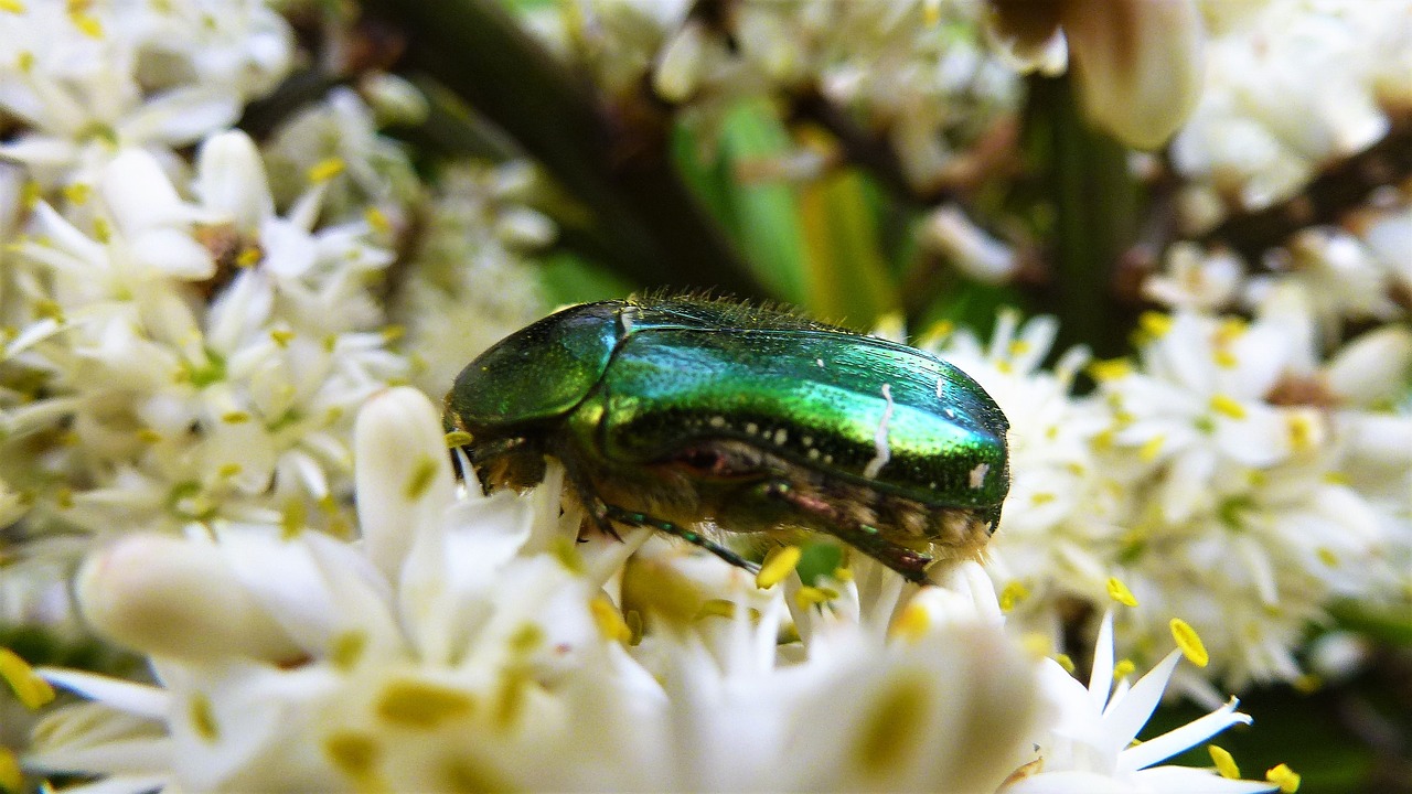 insect  nature  flower free photo