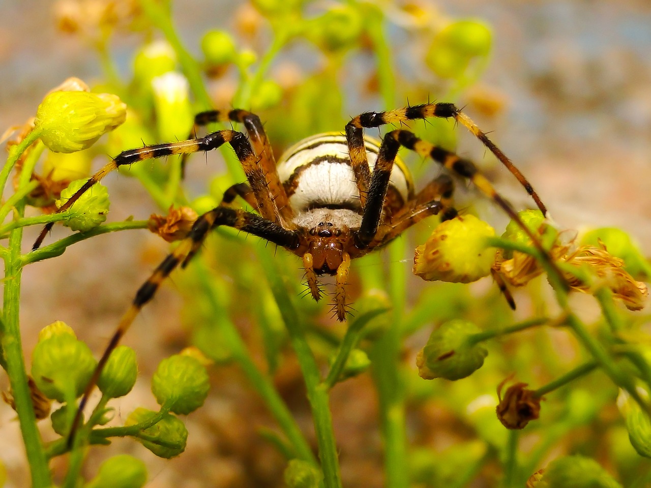 insect  nature  at the court of free photo