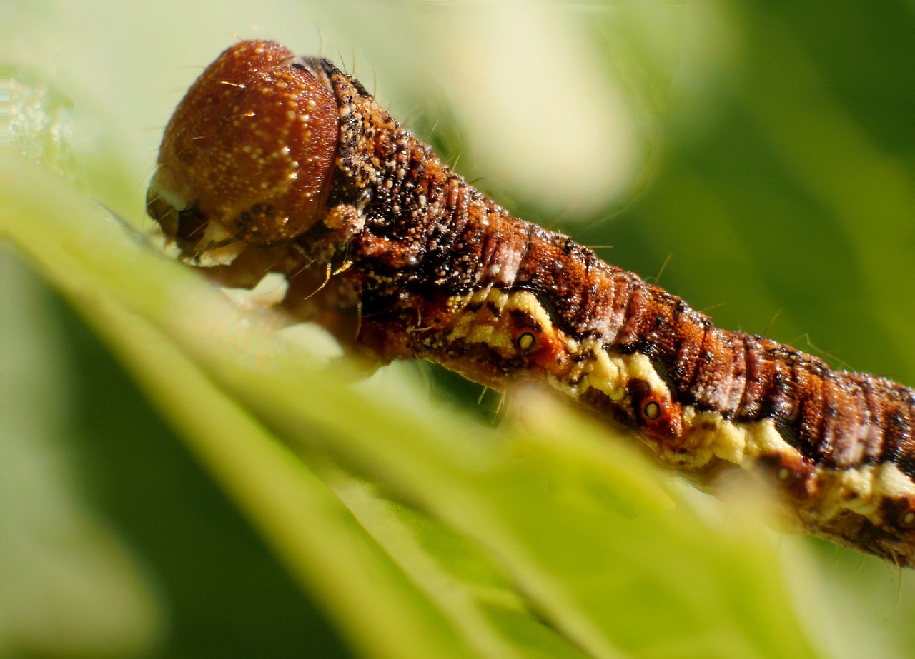 insect  larva  caterpillar free photo