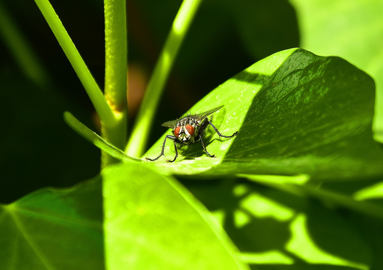 insect  leaf  nature free photo