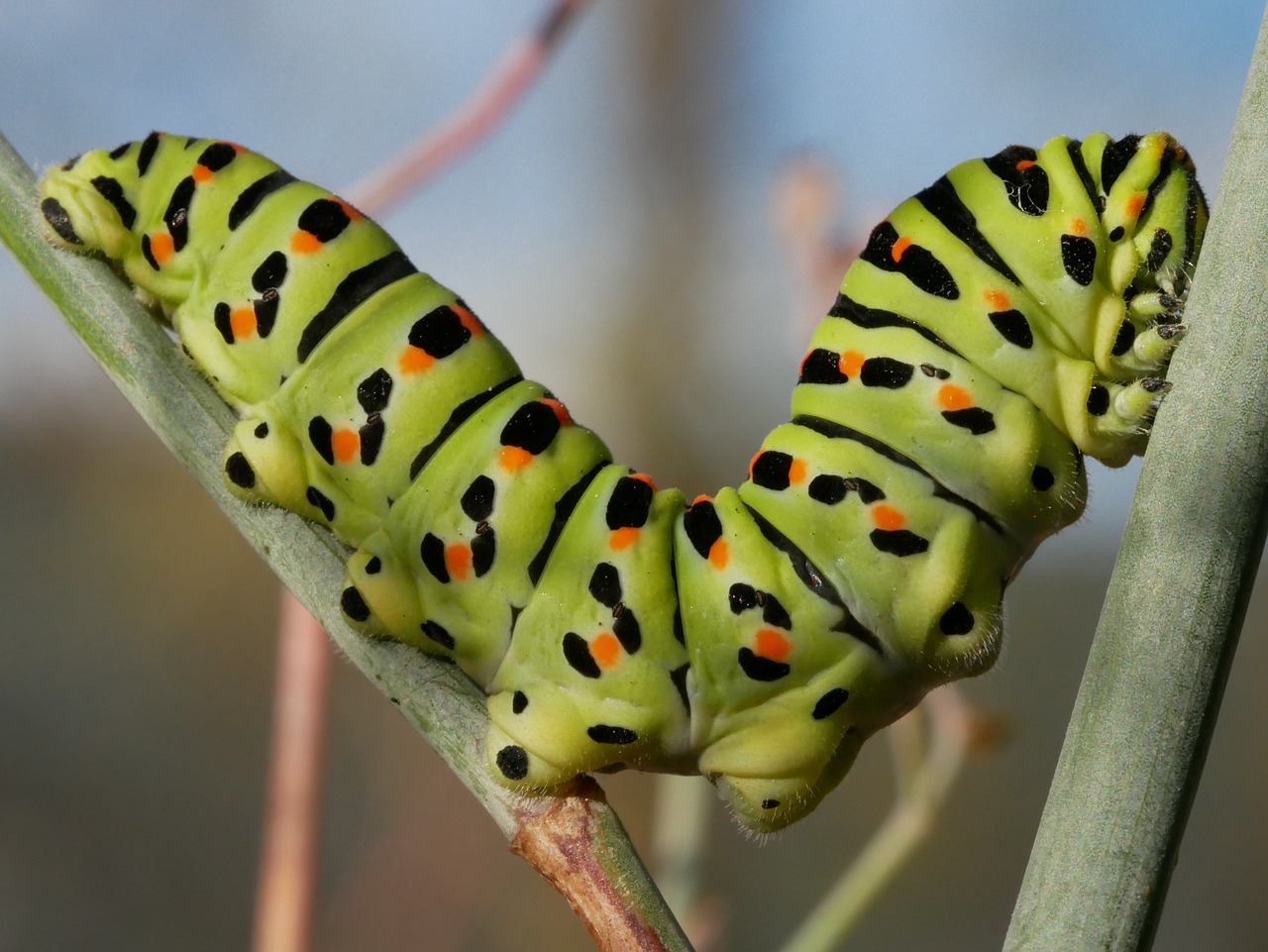 insect  caterpillar  larva free photo