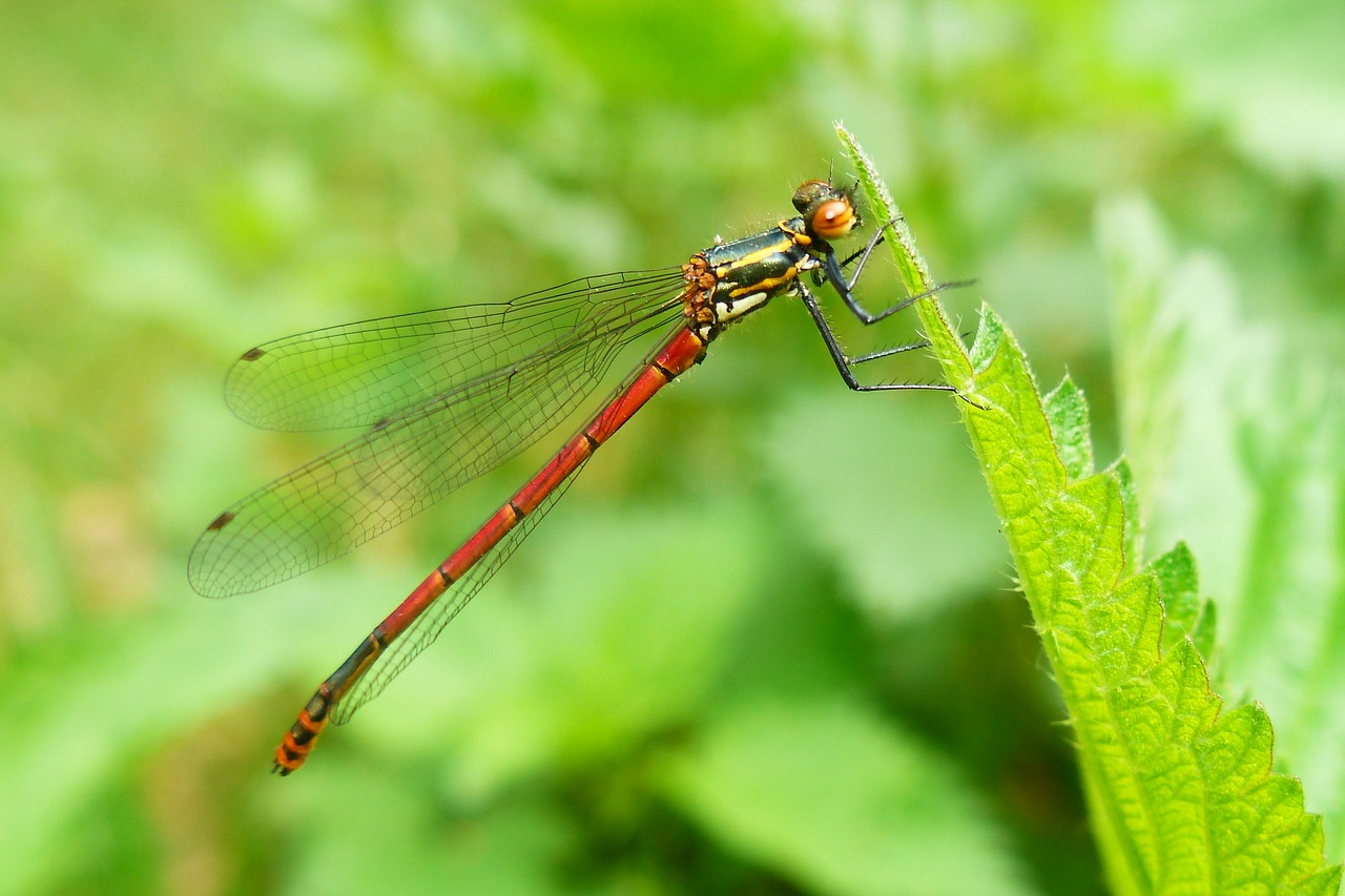 insect  nature  dragonflies równoskrzydłe free photo