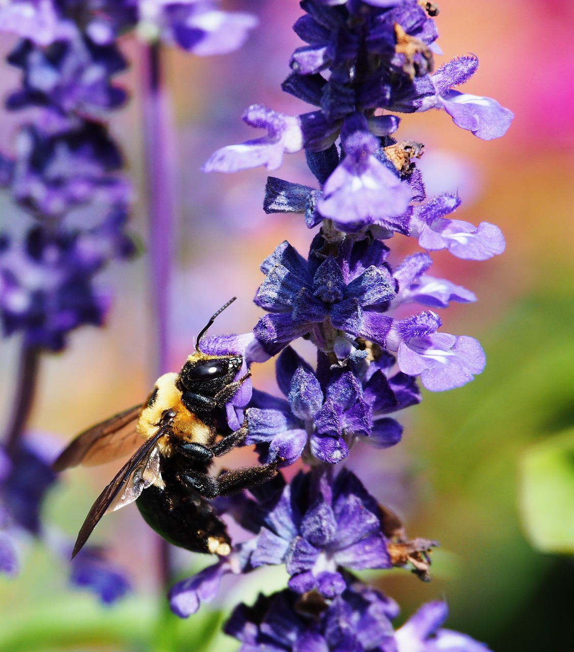 insect  bee  honey free photo