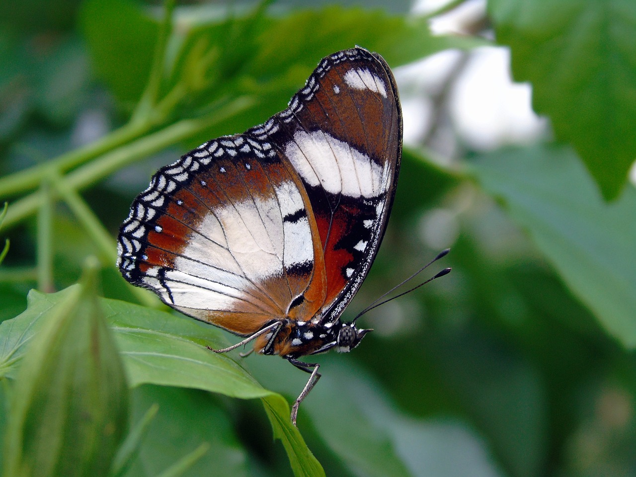 insect  butterfly  nature free photo