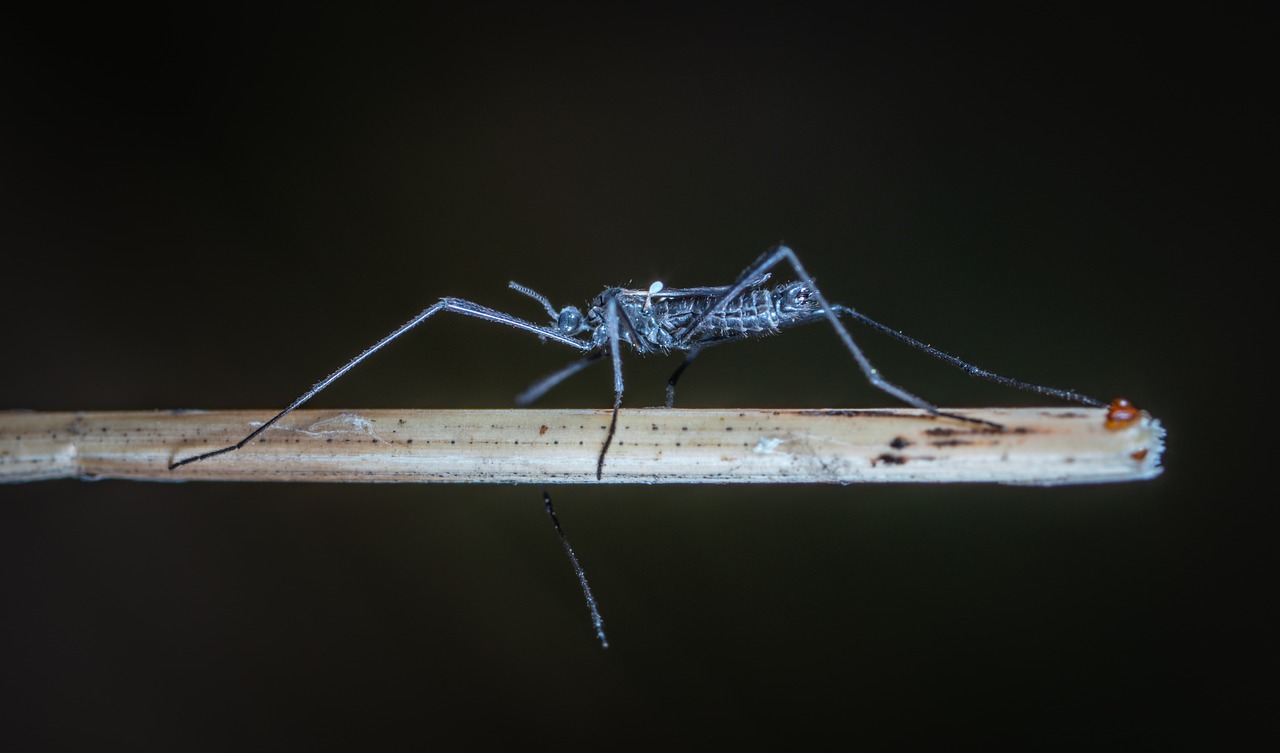 insect  the mosquito  wing free photo