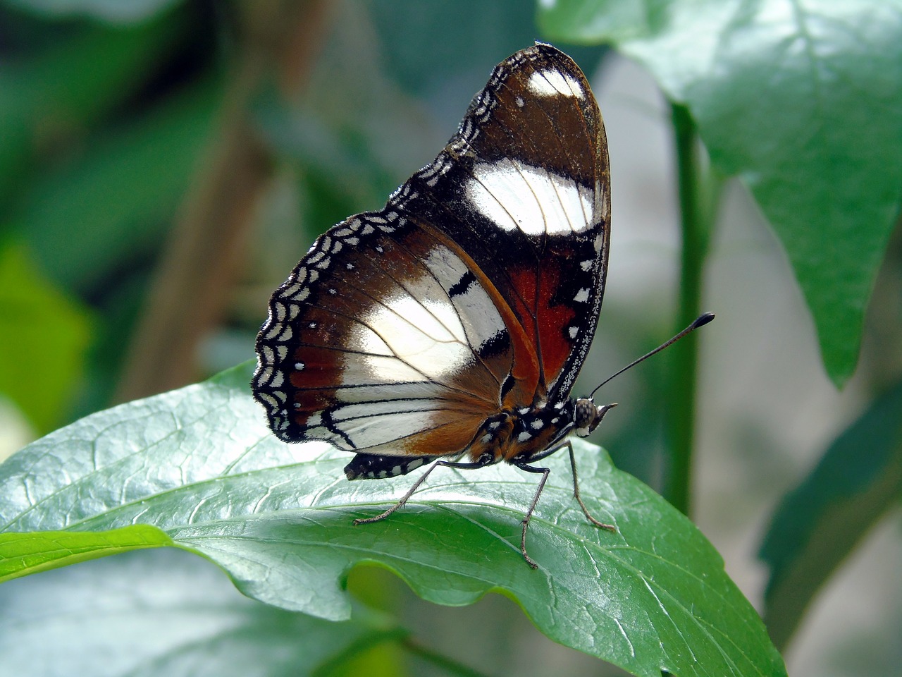 insect  butterfly  nature free photo