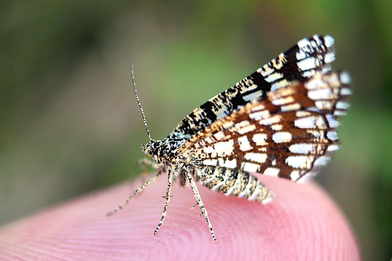 insect  nature  butterfly day free photo