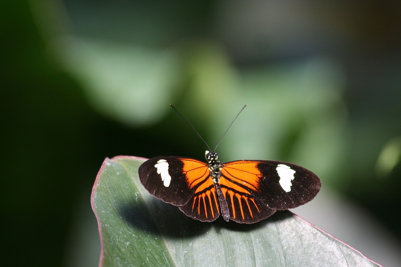 insect  butterfly  nature free photo