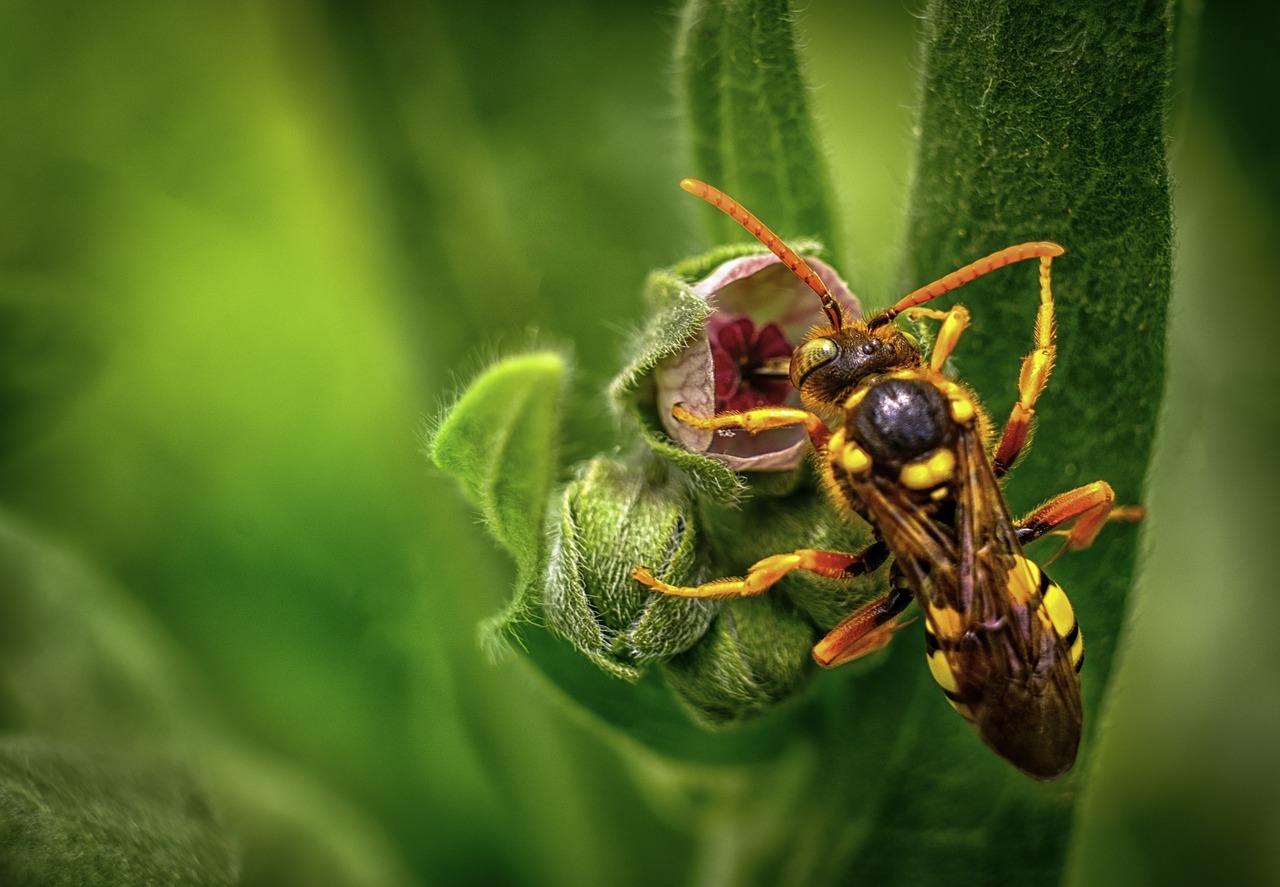 insect  wasp  macro free photo