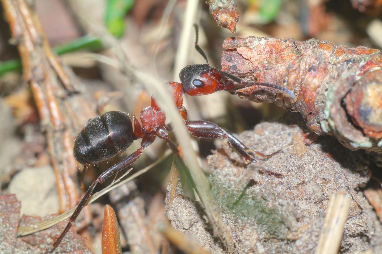 insect  ant  macro free photo
