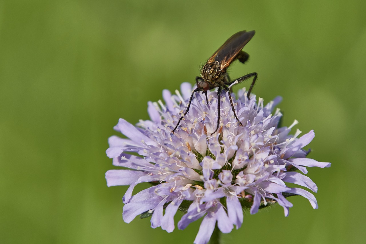 insect  flower  blossom free photo