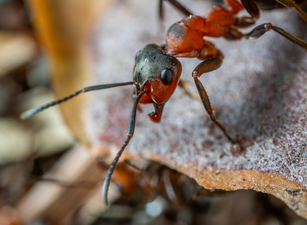 insect  macro free pictures free photo