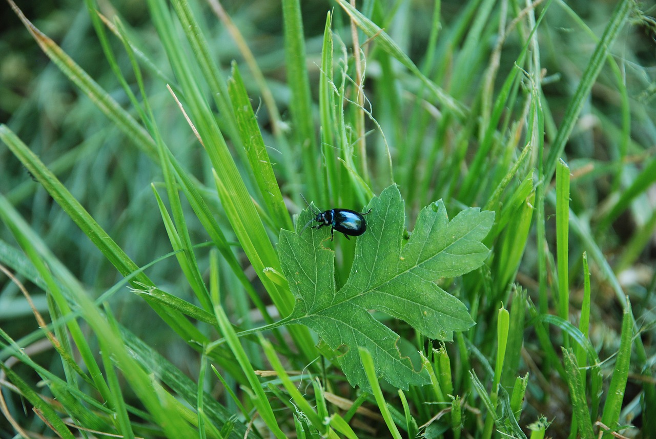 insect  grass  summer free photo